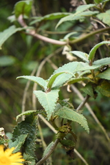 Munnozia