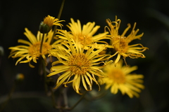 Munnozia