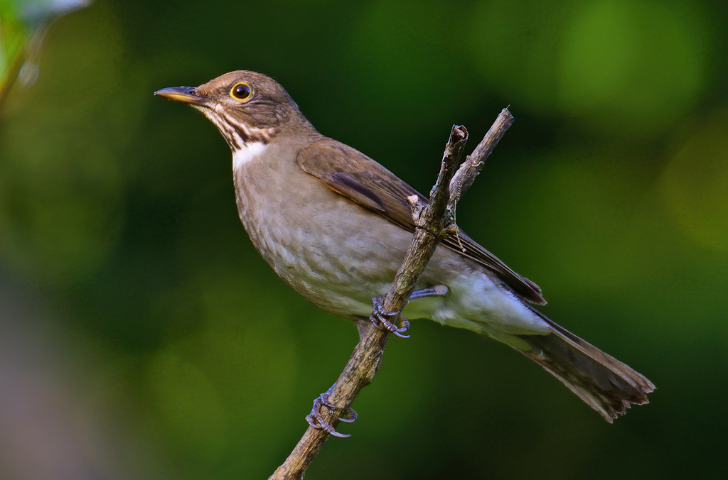 White-throated Thrush photo