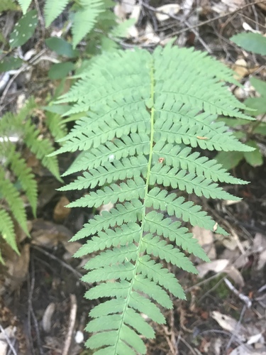 iNaturalist observation photo of coastal woodfern