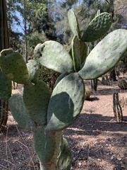 Opuntia streptacantha