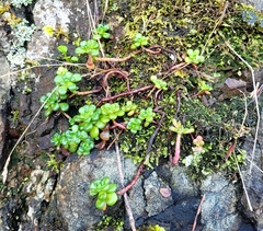 Sedum oreganum