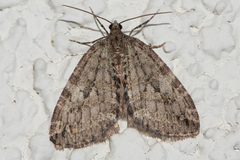 Hydriomena nubilofasciata