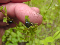 Plagiodera versicolora