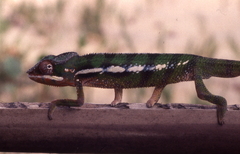 Furcifer pardalis