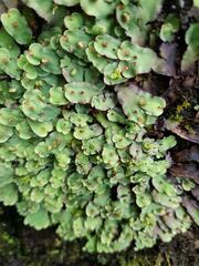 Marchantia debilis
