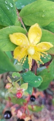 Hypericum androsaemum