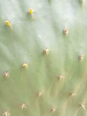 Opuntia stricta