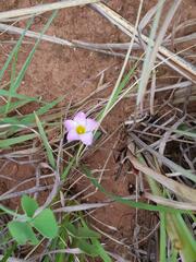 Oxalis obliquifolia