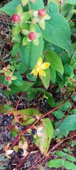 Hypericum androsaemum