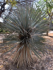 Dasylirion acrotrichum