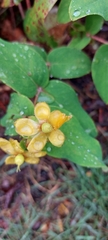 Hypericum androsaemum