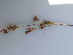 Rhynchospora brownii