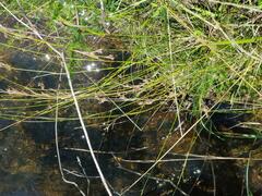 Rhynchospora brownii