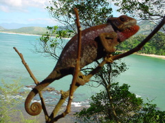 Furcifer verrucosus