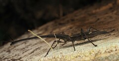 Lasiorhynchus barbicornis