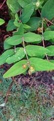 Hypericum androsaemum
