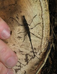 Lasiorhynchus barbicornis
