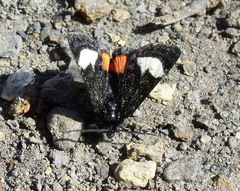 Psychomorpha epimenis