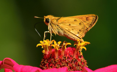 Hylephila phyleus phyleus