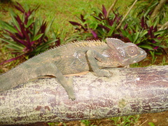 Furcifer verrucosus
