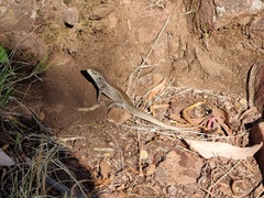 Liopholis whitii