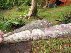 Furcifer verrucosus