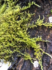 Homalothecium nuttallii