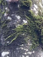 Homalothecium nuttallii