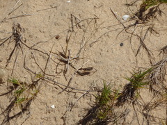 Distichlis distichophylla