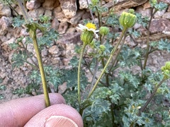 Perityle emoryi