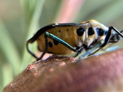 Commius elegans