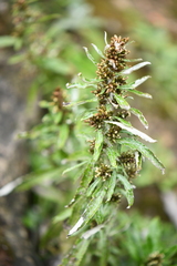 Gamochaeta americana