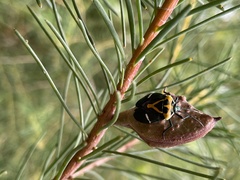 Commius elegans