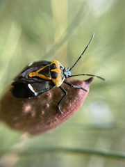 Commius elegans