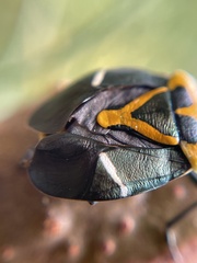 Commius elegans
