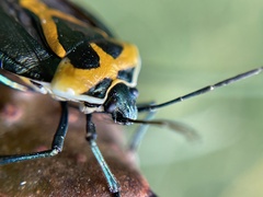 Commius elegans