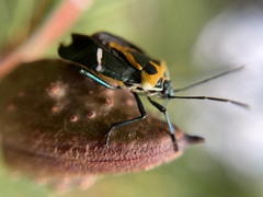 Commius elegans