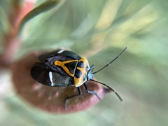 Commius elegans
