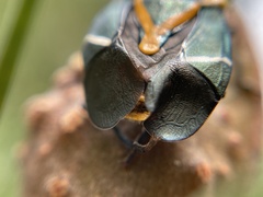 Commius elegans