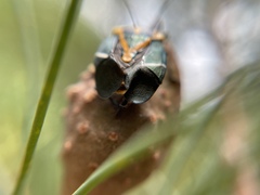Commius elegans