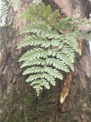 Davallia trichomanoides