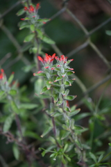 Castilleja arvensis arvensis