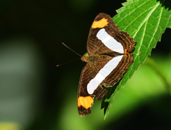 Adelpha iphicleola iphicleola