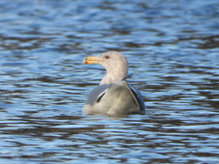 Larus glaucescens × occidentalis