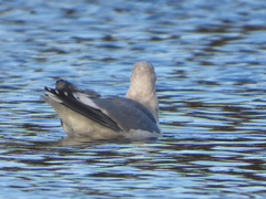 Larus glaucescens × occidentalis