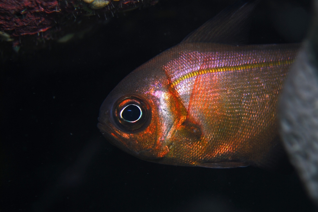Klunzinger's bullseye (Pempheris klunzingeri) — Pempheridae
