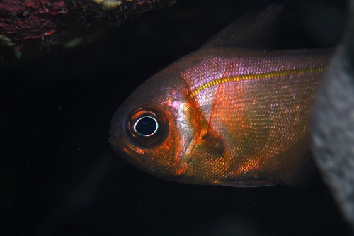 Klunzinger's bullseye (Pempheris klunzingeri) — Pempheridae