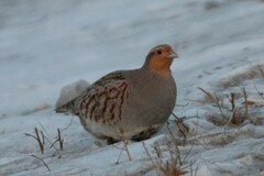Perdix perdix