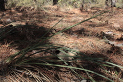 Yucca louisianensis